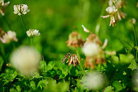Migrant Hoverfly on White Clover - habitat, Heesch, Netherlands Another visitor to the White Clover field in our garden. Keys for identification:<br />
<br />
- Shiny thorax instead of patterned thorax<br />
- Narrow body<br />
- "moustache" pattern seen on abdomen.<br />
https://www.jungledragon.com/image/97694/migrant_hoverfly_on_white_clover_-_closeup_heesch_netherlands.html<br />
https://www.jungledragon.com/image/97693/migrant_hoverfly_on_white_clover_-_abdomen_heesch_netherlands.html Eupeodes corollae,Europe,Heesch,Migrant Hover Fly,Netherlands,World