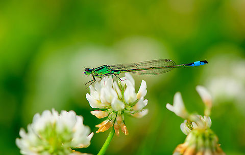 Blue-tailed damselfly on White Clover, Heesch, Netherlands Happy to find it as damselflies are not that common in our garden. That said, this species is the most common of all damselflies in the Netherlands. 

We call it "Lantaarntje", Little Lantern. Which does not refer to the tail end, instead the colored stripe at the top of the thorax. I believe this to be a young male. They turn blue at a later age. Blue-tailed damselfly,Europe,Heesch,Ischnura elegans,Netherlands,World