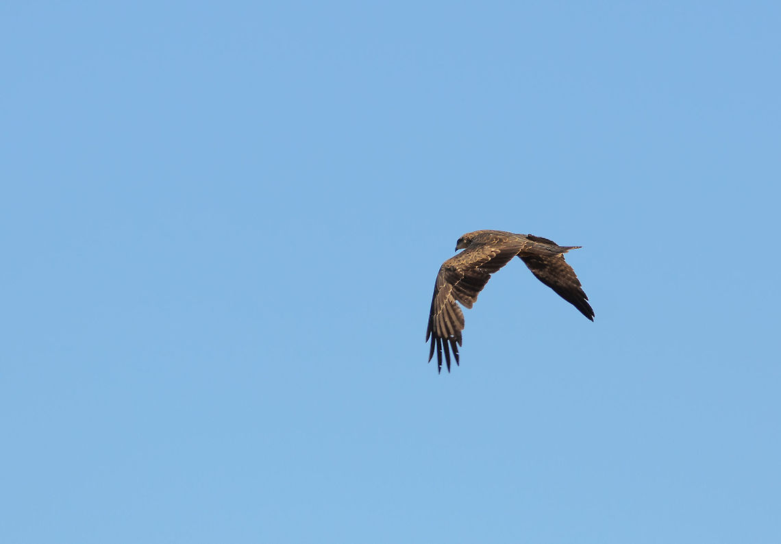 Madagascar Buzzard in flight in Isola Note: I'm not 100% sure about this identification. Buteo brachypterus,Isola,Madagascar,Madagascar Buzzard