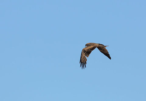Madagascar Buzzard in flight in Isola Note: I'm not 100% sure about this identification. Buteo brachypterus,Isola,Madagascar,Madagascar Buzzard