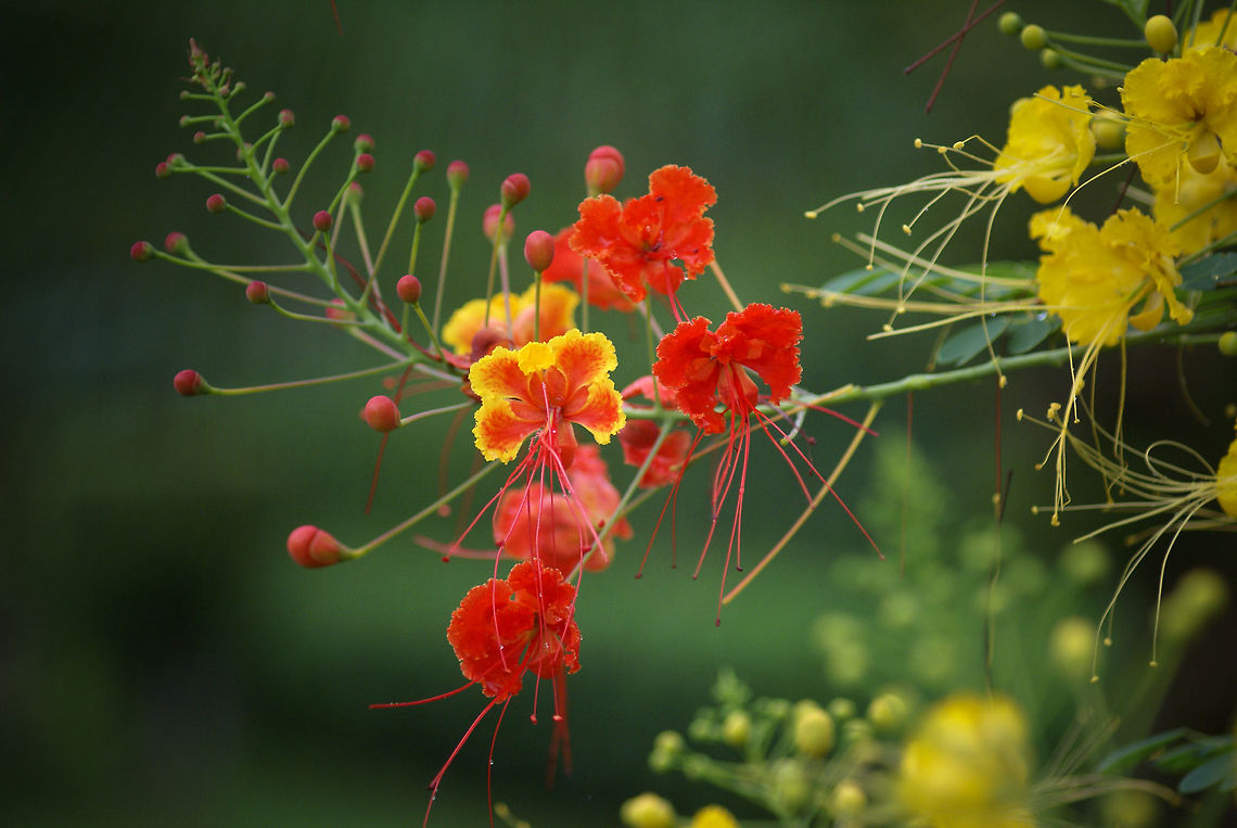 Tropical flowers: Red Bird of Paradise Yes, men can upload photos of flowers too. Problem is, I have no idea what the name of it is :) Caesalpinia Pulcherrima,Caesalpinia pulcherrima,Costa Rica,Flora,Flowers,Malinche