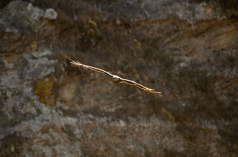 Effortless flight The Isola mountain range of Madagascar has numerous birds of prey, but you will rarely see them flapping their wings. Instead, they rely on the upstream hot air. Buteo brachypterus,Isola,Madagascar,Madagascar Buzzard