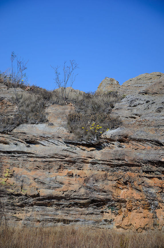 Elephant's Foot Plant growing on cliff  Elephant's Foot Plant,Isola,Madagascar,Pachypodium rosulatum