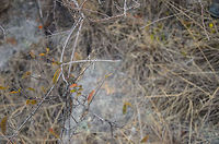 Stick insect in Isola...do you see it? This dried out bush contains a very large stick insect. Do you see it? Click on the photo to go fullscreen. Asprenas impennis,Geotagged,Isola,Madagascar