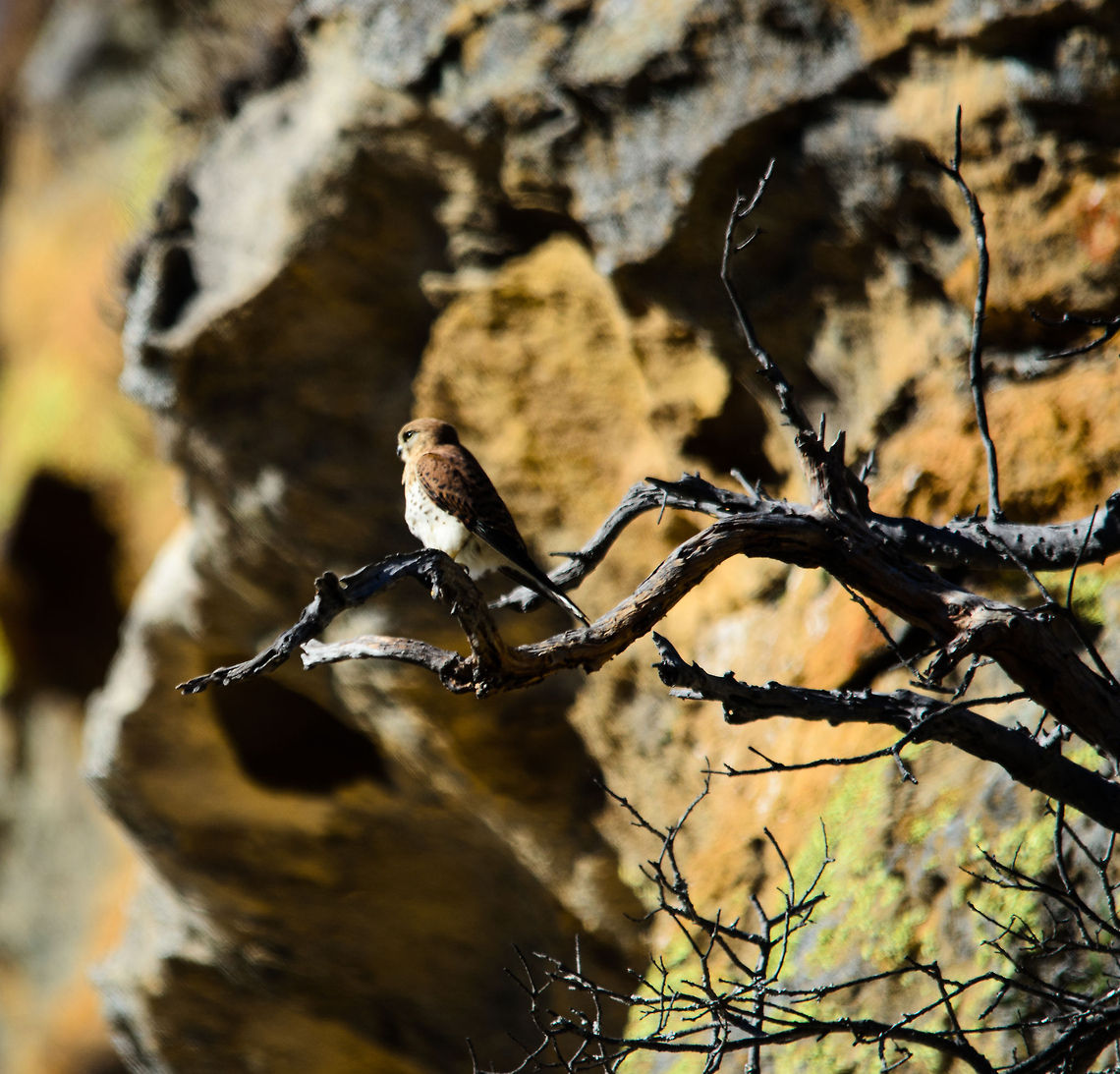 Malagasy Kestrel closeup in Isola  Isola,Madagascar,Malagasy Kestrel