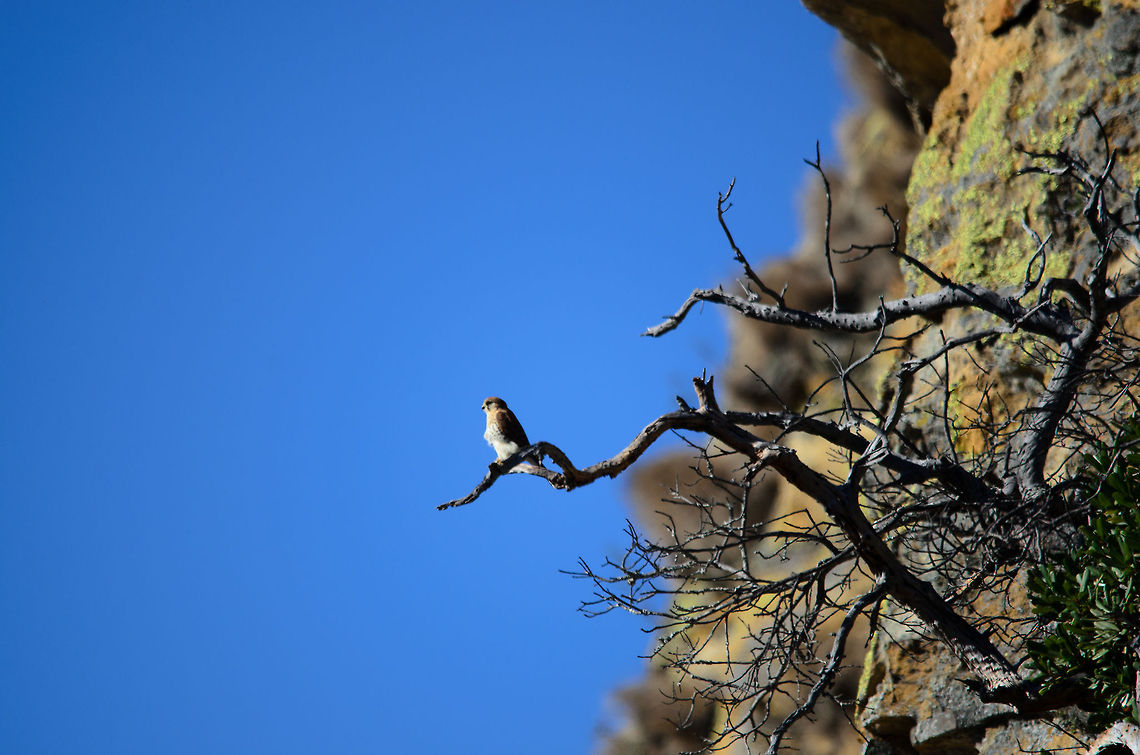 Madagascar Buzzard oversight A Madagascar Buzzard on a high point in the Isola mountains of Madagascar. Without a doubt, it is on the lookout for prey. Isola,Madagascar,Madagascar Buzzard