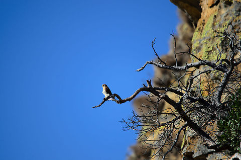 Madagascar Buzzard oversight A Madagascar Buzzard on a high point in the Isola mountains of Madagascar. Without a doubt, it is on the lookout for prey. Isola,Madagascar,Madagascar Buzzard