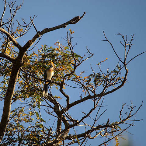 Crested Coua in Isola This gorgeous bird kept flying away just as we started out walk in Isola, I had to change very fast to the 500mm, so the photo is not that great. Coua cristata,Crested Coua,Isola,Madagascar