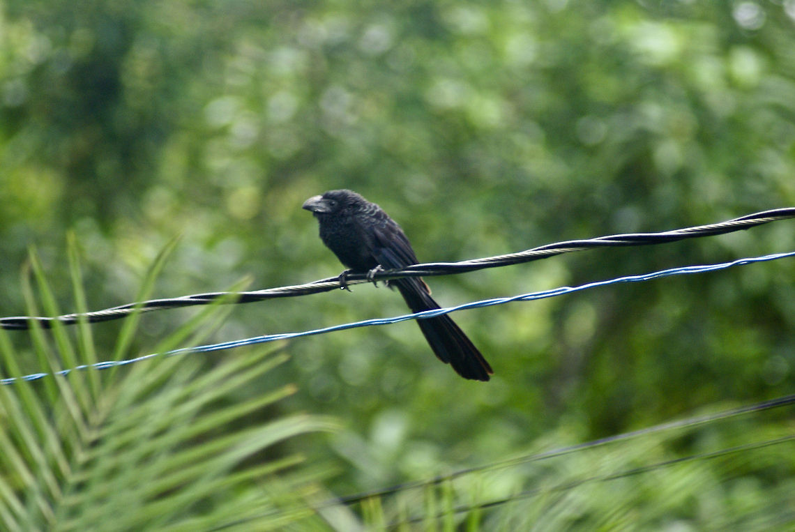 Raven without a neck? Small raven-like bird sits on a power chord in Costa Rica. Birds,Costa Rica,Crotophaga sulcirostris,Groove-billed Ani