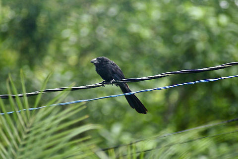 Raven without a neck? Small raven-like bird sits on a power chord in Costa Rica. Birds,Costa Rica,Crotophaga sulcirostris,Groove-billed Ani