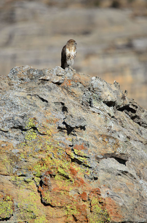 Madagascar Buzzard on rock edge in Isola  Buteo brachypterus,Isola,Madagascar,Madagascar Buzzard