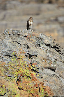 Madagascar Buzzard on rock edge in Isola  Buteo brachypterus,Isola,Madagascar,Madagascar Buzzard