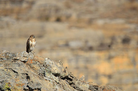 Madagascar Buzzard on the lookout in Isola  Buteo brachypterus,Isola,Madagascar,Madagascar Buzzard
