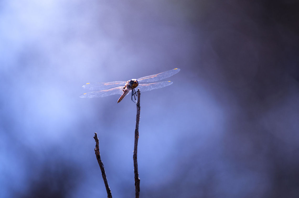 Dragonfly in Isola dessert of Madagascar No macro here, taken with my 500mm zoom :) Dragonfly,Isola,Madagascar,dragonflies,insects