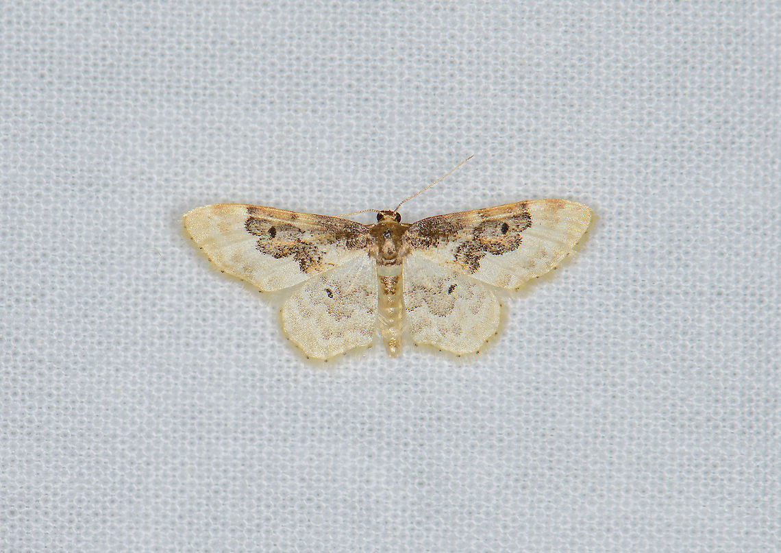 Least Carpet, Heesch, Netherlands Today, Moth Week 2020 starts! For more info, go here:<br />
<a href="https://www.jungledragon.com/forum/2/campfire/884/moth_week_2020.html" rel="nofollow">https://www.jungledragon.com/forum/2/campfire/884/moth_week_2020.html</a><br />
<br />
During this week, you're invited to try and attract moths, photograph them, and share it here. It's also allowed and encouraged to share moth photos you did not publish yet, that were not taken during this exact week.<br />
<br />
This one is from a small session in our garden about 3 weeks ago, when we had very hot weather. Our garden has quite low biodiversity yet I managed to still attract a few moths. Method used is a large cloth that is held up using a tent/pole construction, with light source the LepiLED system.  Europe,Heesch,Idaea rusticata,Least Carpet,LepiLED,Moth Week 2020,Netherlands,World