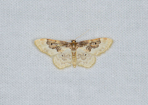 Least Carpet, Heesch, Netherlands Today, Moth Week 2020 starts! For more info, go here:
https://www.jungledragon.com/forum/2/campfire/884/moth_week_2020.html

During this week, you're invited to try and attract moths, photograph them, and share it here. It's also allowed and encouraged to share moth photos you did not publish yet, that were not taken during this exact week.

This one is from a small session in our garden about 3 weeks ago, when we had very hot weather. Our garden has quite low biodiversity yet I managed to still attract a few moths. Method used is a large cloth that is held up using a tent/pole construction, with light source the LepiLED system.  Europe,Heesch,Idaea rusticata,Least Carpet,LepiLED,Moth Week 2020,Netherlands,World