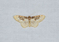 Least Carpet, Heesch, Netherlands Today, Moth Week 2020 starts! For more info, go here:<br />
https://www.jungledragon.com/forum/2/campfire/884/moth_week_2020.html<br />
<br />
During this week, you're invited to try and attract moths, photograph them, and share it here. It's also allowed and encouraged to share moth photos you did not publish yet, that were not taken during this exact week.<br />
<br />
This one is from a small session in our garden about 3 weeks ago, when we had very hot weather. Our garden has quite low biodiversity yet I managed to still attract a few moths. Method used is a large cloth that is held up using a tent/pole construction, with light source the LepiLED system.  Europe,Heesch,Idaea rusticata,Least Carpet,LepiLED,Moth Week 2020,Netherlands,World