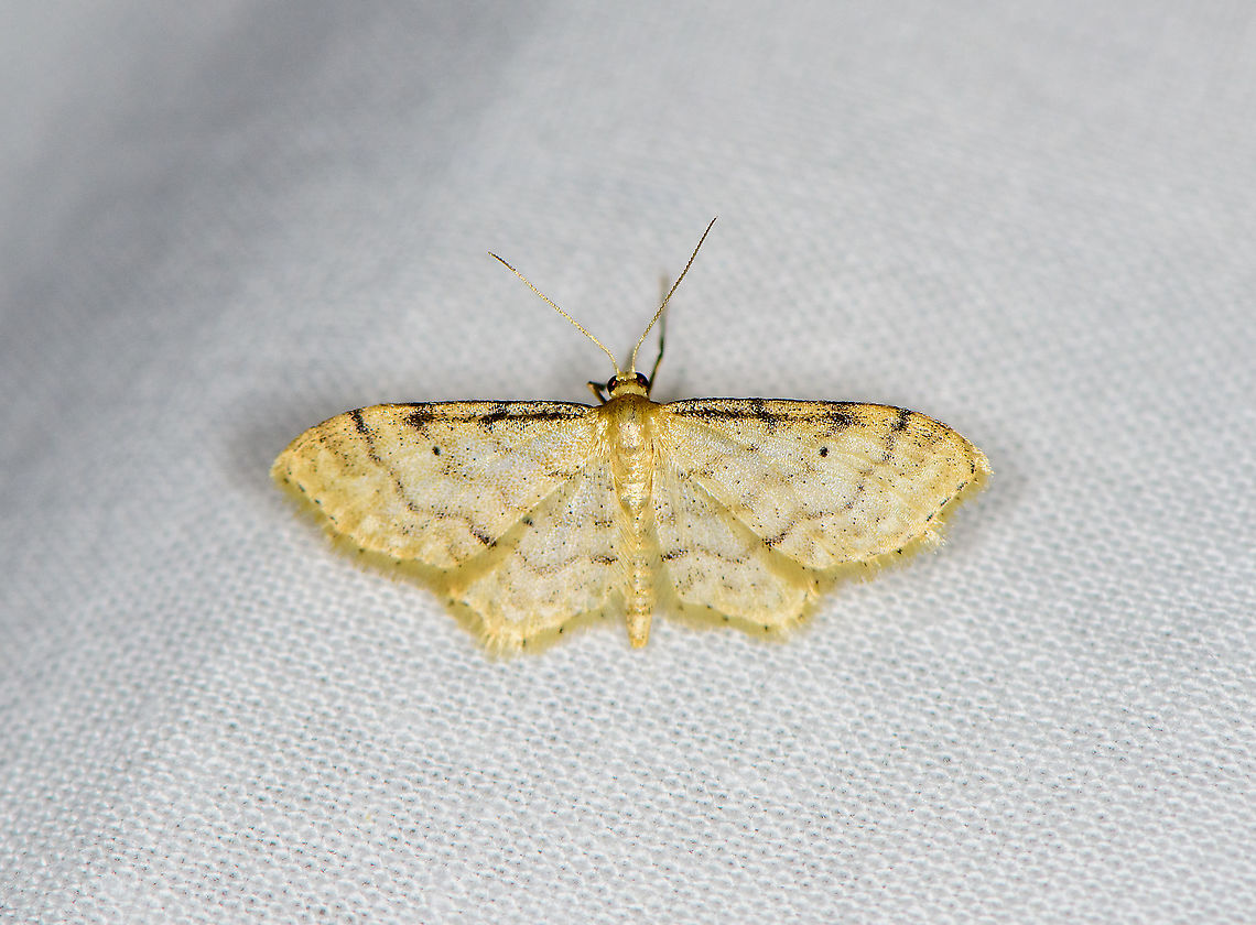 Riband wave, Heesch, Netherlands  Europe,Heesch,Idaea aversata,LepiLED,Moth week 2020,Netherlands,Riband wave,World
