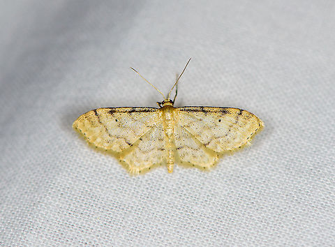 Riband wave, Heesch, Netherlands  Europe,Heesch,Idaea aversata,LepiLED,Moth week 2020,Netherlands,Riband wave,World