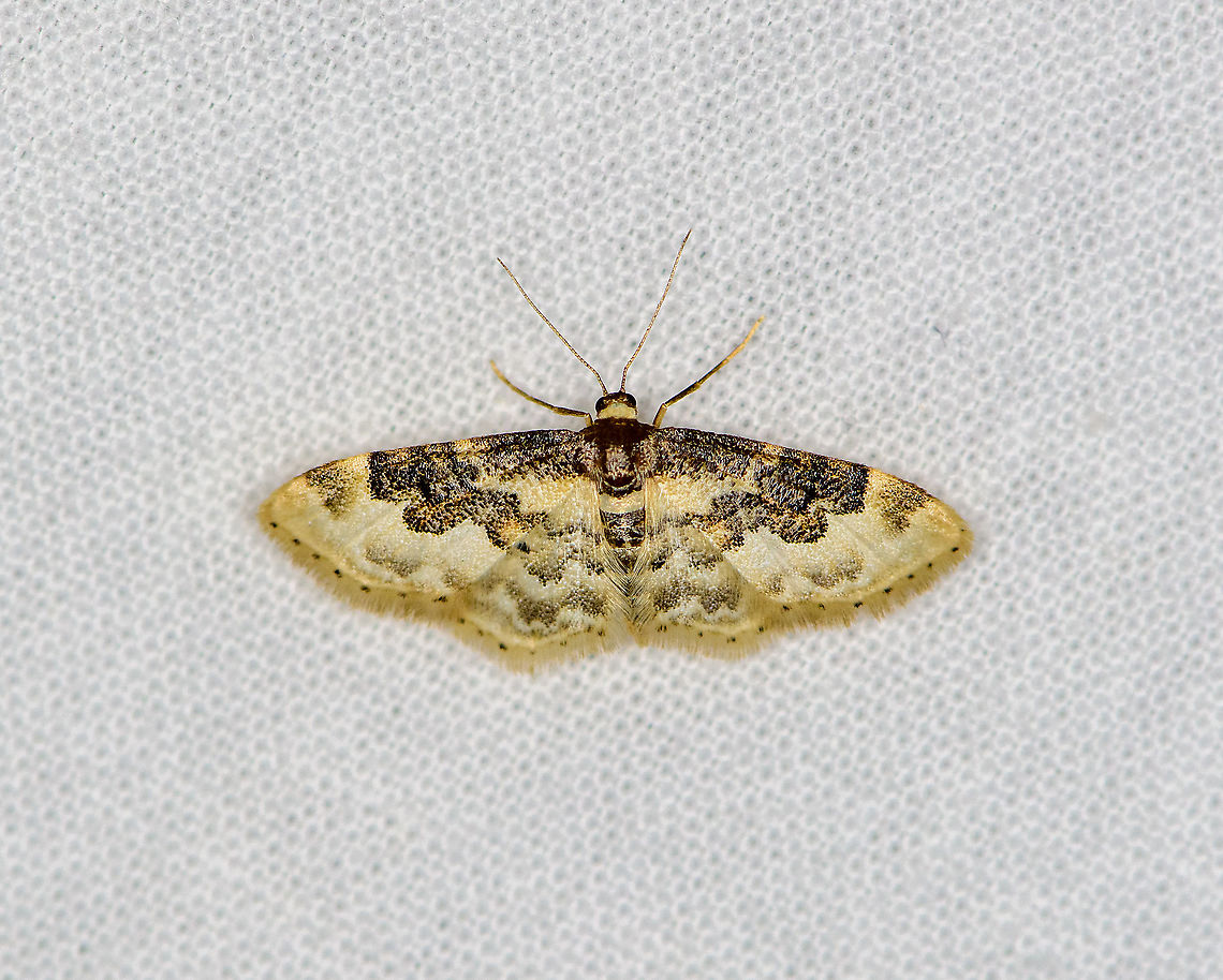 Least Carpet - 2, Heesch, Netherlands Second individual of the same species:<br />
<figure class="photo"><a href="https://www.jungledragon.com/image/98150/least_carpet_heesch_netherlands.html" title="Least Carpet, Heesch, Netherlands"><img src="https://s3.amazonaws.com/media.jungledragon.com/images/2/98150_thumb.jpg?AWSAccessKeyId=05GMT0V3GWVNE7GGM1R2&Expires=1769040010&Signature=WRrHz5ZiwttqDLtbssb8wD0bW%2BM%3D" width="200" height="142" alt="Least Carpet, Heesch, Netherlands Today, Moth Week 2020 starts! For more info, go here:<br />
https://www.jungledragon.com/forum/2/campfire/884/moth_week_2020.html<br />
<br />
During this week, you're invited to try and attract moths, photograph them, and share it here. It's also allowed and encouraged to share moth photos you did not publish yet, that were not taken during this exact week.<br />
<br />
This one is from a small session in our garden about 3 weeks ago, when we had very hot weather. Our garden has quite low biodiversity yet I managed to still attract a few moths. Method used is a large cloth that is held up using a tent/pole construction, with light source the LepiLED system.  Europe,Heesch,Idaea rusticata,Least Carpet,LepiLED,Moth Week 2020,Netherlands,World" /></a></figure> Europe,Heesch,Idaea rusticata,Least Carpet,LepiLED,Netherlands,World,moth week 2020