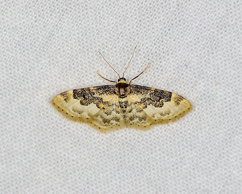 Least Carpet - 2, Heesch, Netherlands Second individual of the same species:
https://www.jungledragon.com/image/98150/least_carpet_heesch_netherlands.html Europe,Heesch,Idaea rusticata,Least Carpet,LepiLED,Netherlands,World,moth week 2020