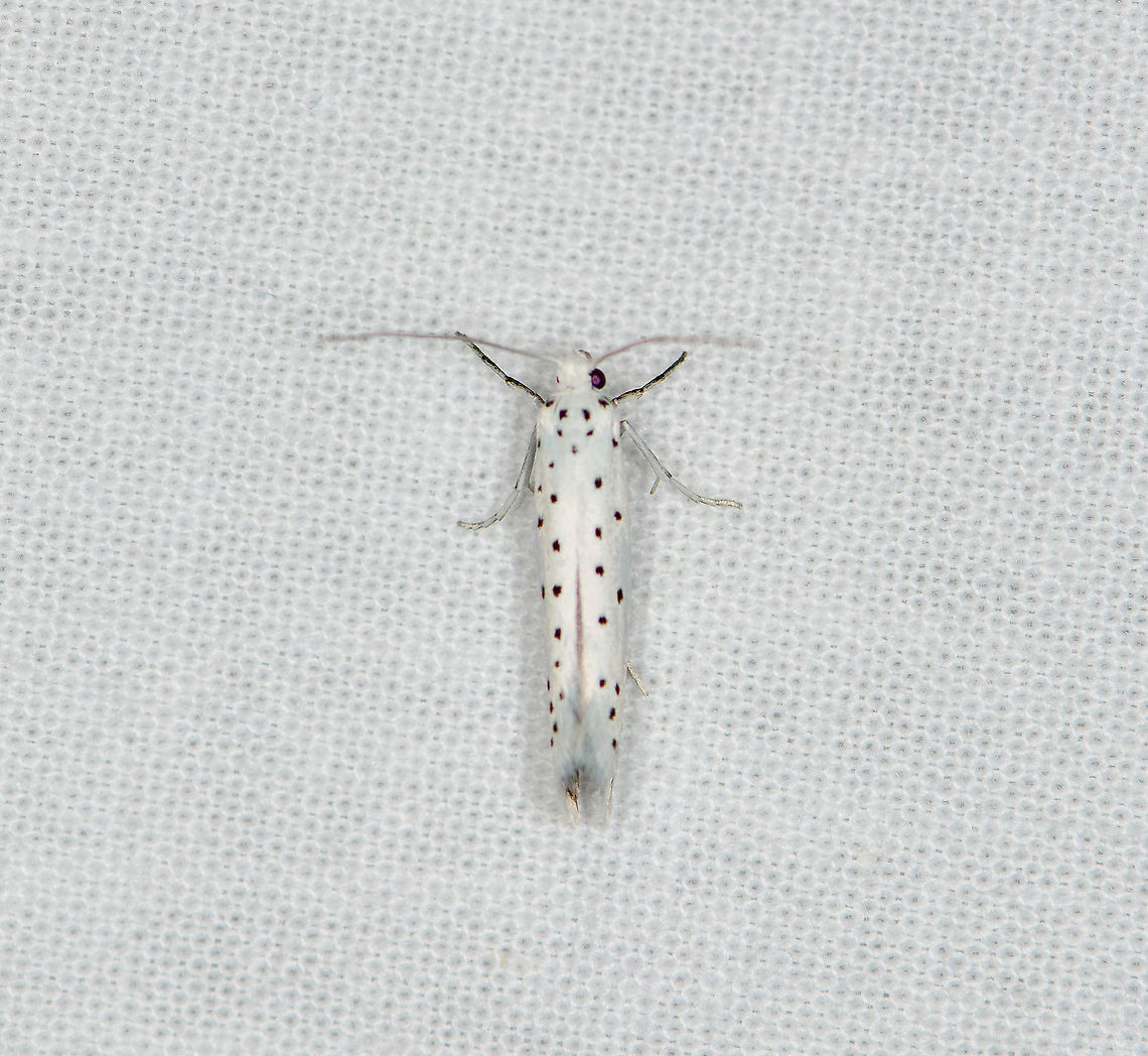 Spindle ermine, Heesch, Netherlands Tentative species. There&#039;s at least 3 similar Yponomeuta species in the country that are hard to tell apart visually. They are usually determined by their host plant. There&#039;s also minor differences in flight time. Based on flight time and this species reported 8 times more than the other candidates, Yponomeuta cagnagella is most likely, but definitely not 100% sure. Europe,Geotagged,Heesch,LepiLED,Moth week 2020,Netherlands,Spindle ermine,Summer,World,Yponomeuta cagnagella