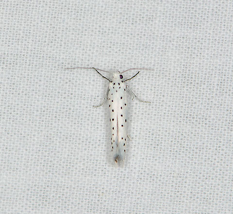 Spindle ermine, Heesch, Netherlands Tentative species. There's at least 3 similar Yponomeuta species in the country that are hard to tell apart visually. They are usually determined by their host plant. There's also minor differences in flight time. Based on flight time and this species reported 8 times more than the other candidates, Yponomeuta cagnagella is most likely, but definitely not 100% sure. Europe,Geotagged,Heesch,LepiLED,Moth week 2020,Netherlands,Spindle ermine,Summer,World,Yponomeuta cagnagella
