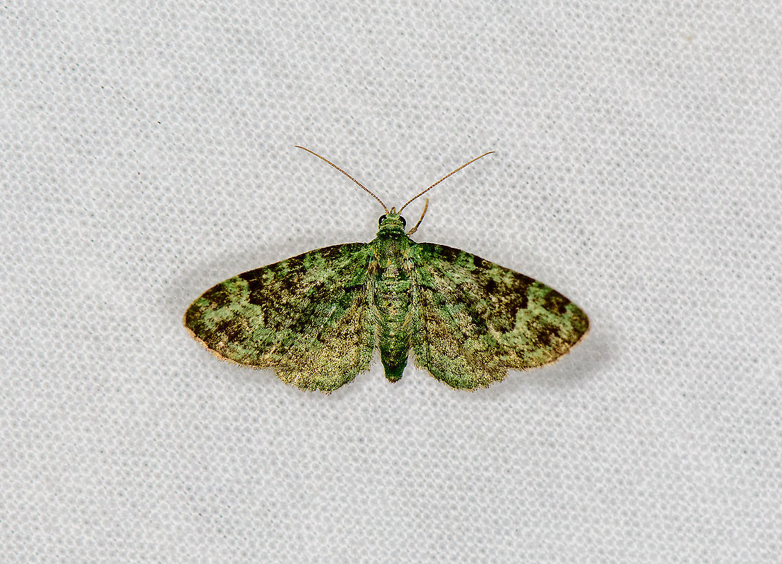 Green Pug, Heesch, Netherlands  Europe,Geotagged,Green pug,Heesch,LepiLED,Moth week 2020,Netherlands,Pasiphila rectangulata,Summer,World