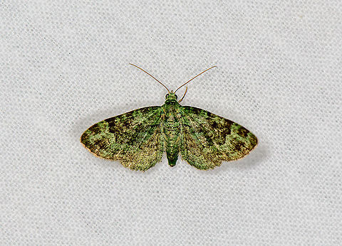 Green Pug, Heesch, Netherlands  Europe,Geotagged,Green pug,Heesch,LepiLED,Moth week 2020,Netherlands,Pasiphila rectangulata,Summer,World