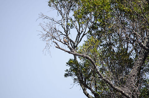 Namaqua Dove (Oena capensis) in Isola, Madagascar Surely this is not the most useful shot of this bird, but since it is a specie introduction I shared it anyway. Isola,Madagascar,Namaqua Dove,Oena capensis