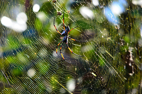 Madagascar Golden Orb-Weaver in mega web in Isola, Madagascar A very large and common spider that we saw throughout the country. Isola,Madagascar,Madagascar Golden Orb-Weaver,Nephila inaurata,Red-legged golden orb-web spider