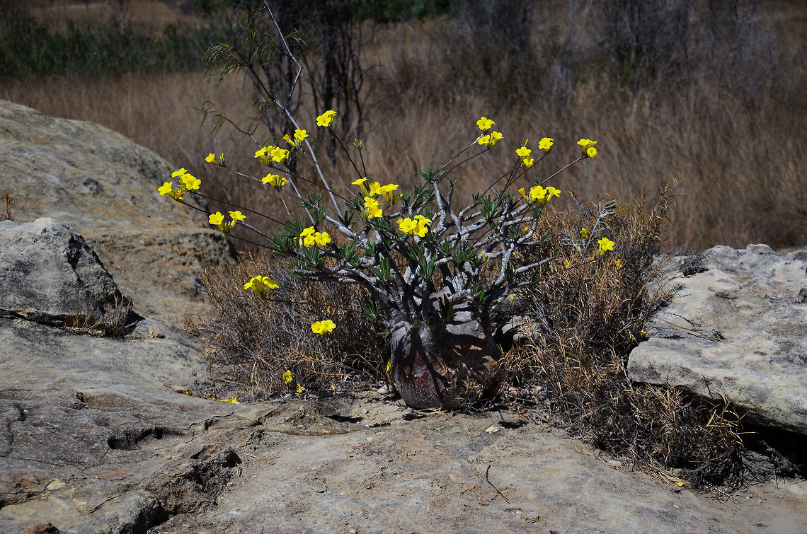 Elephant's Foot Plant in Isola Dessert This one growing on the ground, but also found on plain rock. Taken during the very dry and still hot winter in the dessert of Isola. And despite all of that and 5 months without any rain, this plant is in full blossom. Amazing. Elephant's Foot Plant,Isola,Madagascar,Pachypodium rosulatum