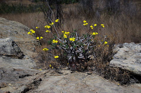 Elephant's Foot Plant in Isola Dessert This one growing on the ground, but also found on plain rock. Taken during the very dry and still hot winter in the dessert of Isola. And despite all of that and 5 months without any rain, this plant is in full blossom. Amazing. Elephant's Foot Plant,Isola,Madagascar,Pachypodium rosulatum