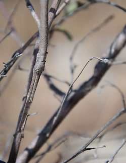 Find the stick insect - 4 Biggest closeup of this stick insect. On this photo you should be able to identify its head clearly. Asprenas impennis,Geotagged,Isola,Madagascar
