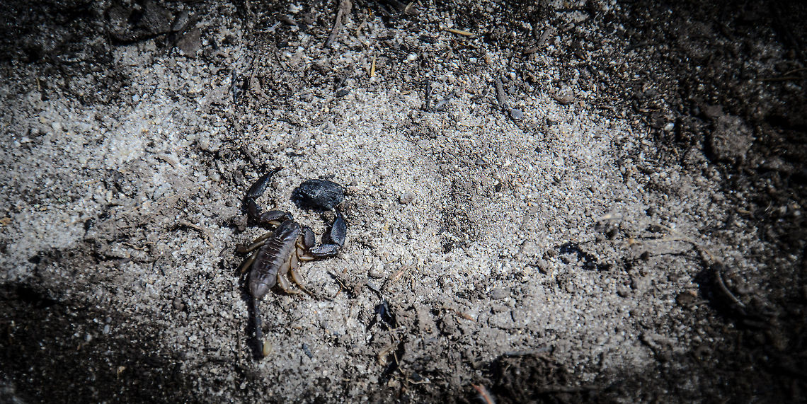 Madagascar's deadly (Opisthacanthus madagascariensis) Madagascar's wildlife is friendly to human life, it has no major predators or poisenous snakes. However, hidden beneath a rock in the Isola dessert still a dangerous creature awaits.<br />
<br />
Disclaimer: the specie identification is an educated guess. Other than the guide's info (this one being deadly), I cannot confirm this with any information online. Isola,Madagascar,Opisthacanthus madagascariensis