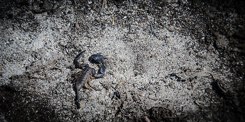 Madagascar's deadly (Opisthacanthus madagascariensis) Madagascar's wildlife is friendly to human life, it has no major predators or poisenous snakes. However, hidden beneath a rock in the Isola dessert still a dangerous creature awaits.

Disclaimer: the specie identification is an educated guess. Other than the guide's info (this one being deadly), I cannot confirm this with any information online. Isola,Madagascar,Opisthacanthus madagascariensis