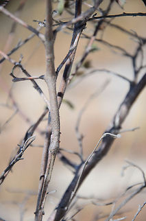 Find the stick insect - 3 This closeup shows 3/4 of the stick insect's body in view. Asprenas impennis,Geotagged,Isola,Madagascar