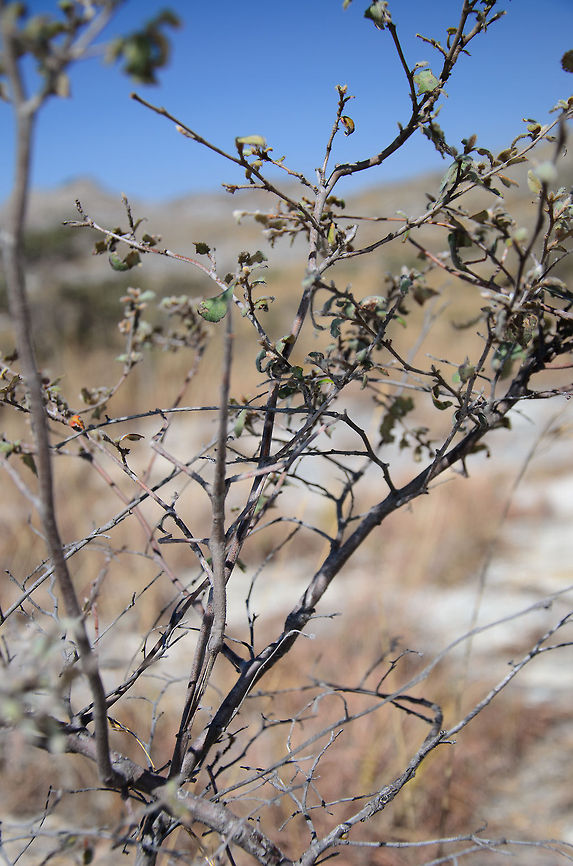 Find the stick insect - 2 Zoom level 2: this shot shows the full body of this giant stick insect. Asprenas impennis,Geotagged,Isola,Madagascar