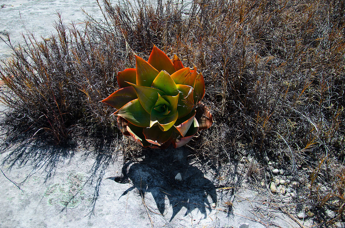 Aloe deltoideodonta in Isola dessert Our guide suggested this plant growing in the Isola dessert of Madagascar to be Aloe Vera, but after some additional research, it likely is the Aloe deltoideodonta instead.  Aloe deltoideodonta,Isola,Madagascar