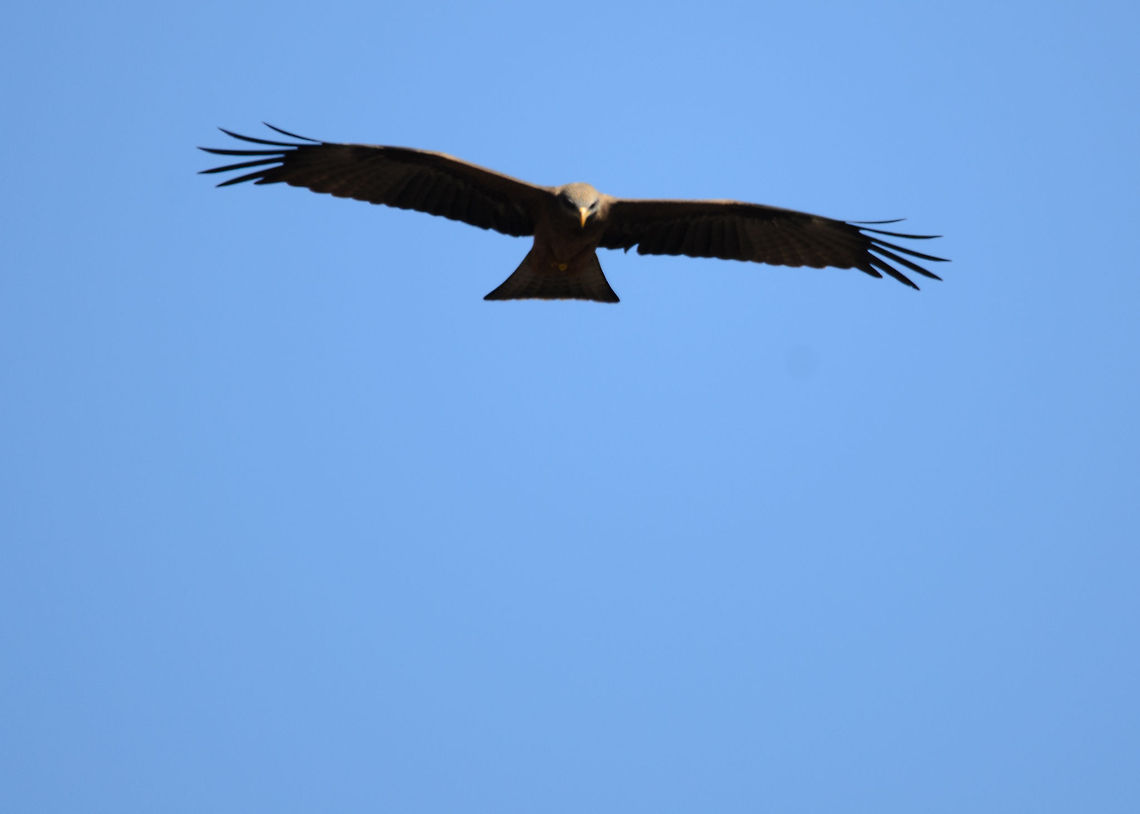 Yellow-billed kite in Isola, Madagascar The Isola dessert of Madagascar is paradise for birds of prey. The hot upstream air allows them to effortlessly glide through the sky and the open and wide area is great for spotting anything that moves. Black kite,Isola,Madagascar,Milvus aegyptius,Milvus migrans,Yellow-billed kite