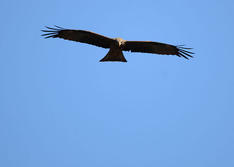 Yellow-billed kite in Isola, Madagascar The Isola dessert of Madagascar is paradise for birds of prey. The hot upstream air allows them to effortlessly glide through the sky and the open and wide area is great for spotting anything that moves. Black kite,Isola,Madagascar,Milvus aegyptius,Milvus migrans,Yellow-billed kite