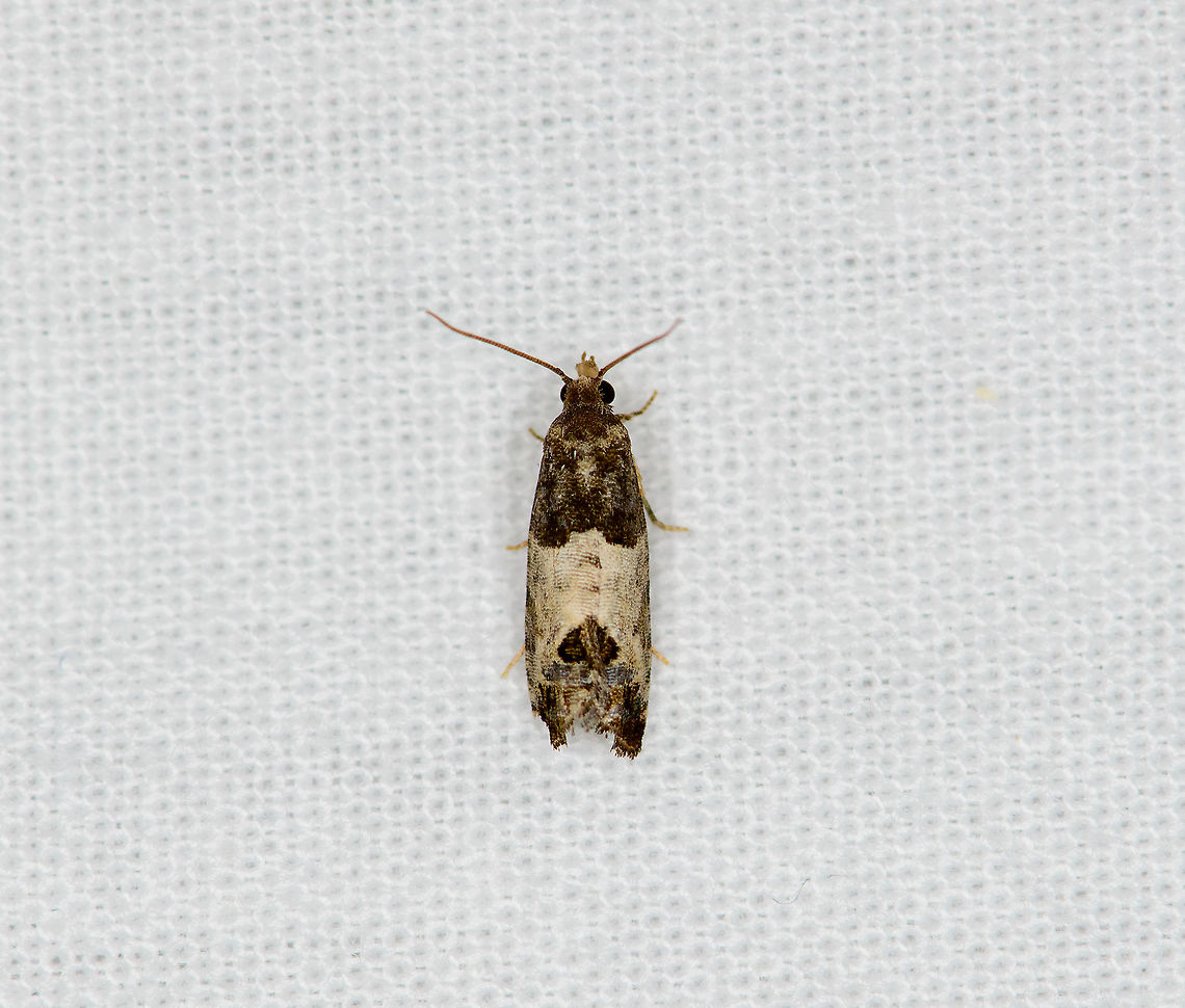 Eye-spotted Bud Moth, Heesch, Netherlands  Bud Moth,Europe,Geotagged,Heesch,LepiLED,Moth Week 2020,Netherlands,Spilonota ocellana,Summer,World