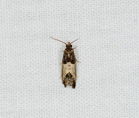 Eye-spotted Bud Moth, Heesch, Netherlands  Bud Moth,Europe,Geotagged,Heesch,LepiLED,Moth Week 2020,Netherlands,Spilonota ocellana,Summer,World