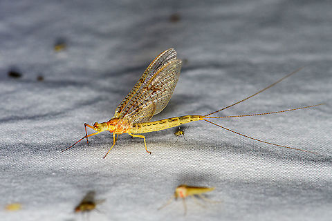 Four-lined Giant Mayfly, Heesch, Netherlands A nice little by-catch on the mothing cloth. Photo is rotated. This is the imago. Ephemera glaucops,Europe,Geotagged,Heesch,LepiLED,Netherlands,Summer,World