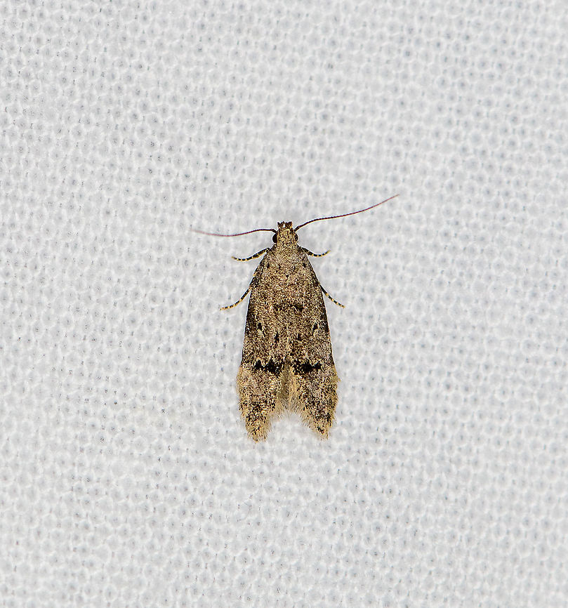 Unknown moth, Heesch, Netherlands Some visual similarity with Taygete sp. (yet largely a North American genus) and Dichomeris sp. yet no clear match yet. Interesting detail is the banded legs. Europe,Geotagged,Heesch,LepiLED,Moth Week 2020,Netherlands,Summer,World