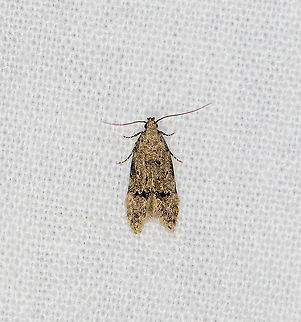 Unknown moth, Heesch, Netherlands Some visual similarity with Taygete sp. (yet largely a North American genus) and Dichomeris sp. yet no clear match yet. Interesting detail is the banded legs. Europe,Geotagged,Heesch,LepiLED,Moth Week 2020,Netherlands,Summer,World