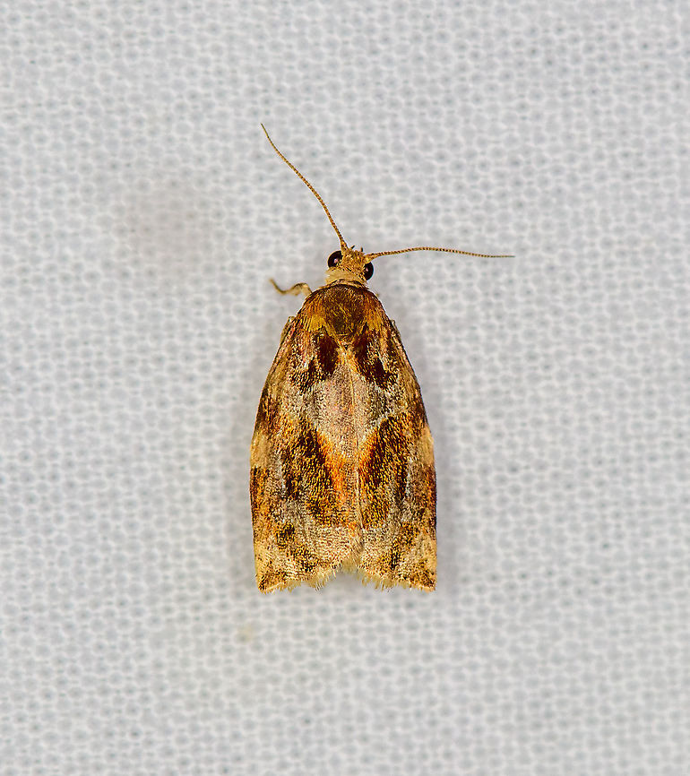 Variegated golden tortrix, Heesch, Netherlands  Archips xylosteana,Europe,Geotagged,Heesch,LepiLED,Moth Week 2020,Netherlands,Summer,Variegated golden tortrix,World