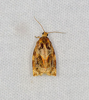 Variegated golden tortrix, Heesch, Netherlands  Archips xylosteana,Europe,Geotagged,Heesch,LepiLED,Moth Week 2020,Netherlands,Summer,Variegated golden tortrix,World