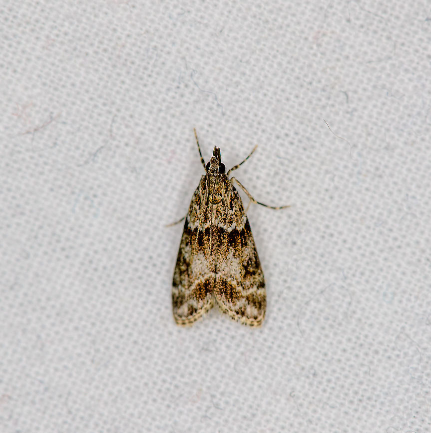 Double-striped Scoparia Moth, Heesch, Netherlands  Double-striped Scoparia Moth,Europe,Geotagged,Heesch,LepiLED,Moth Week 2020,Netherlands,Scoparia biplagialis,Summer,World