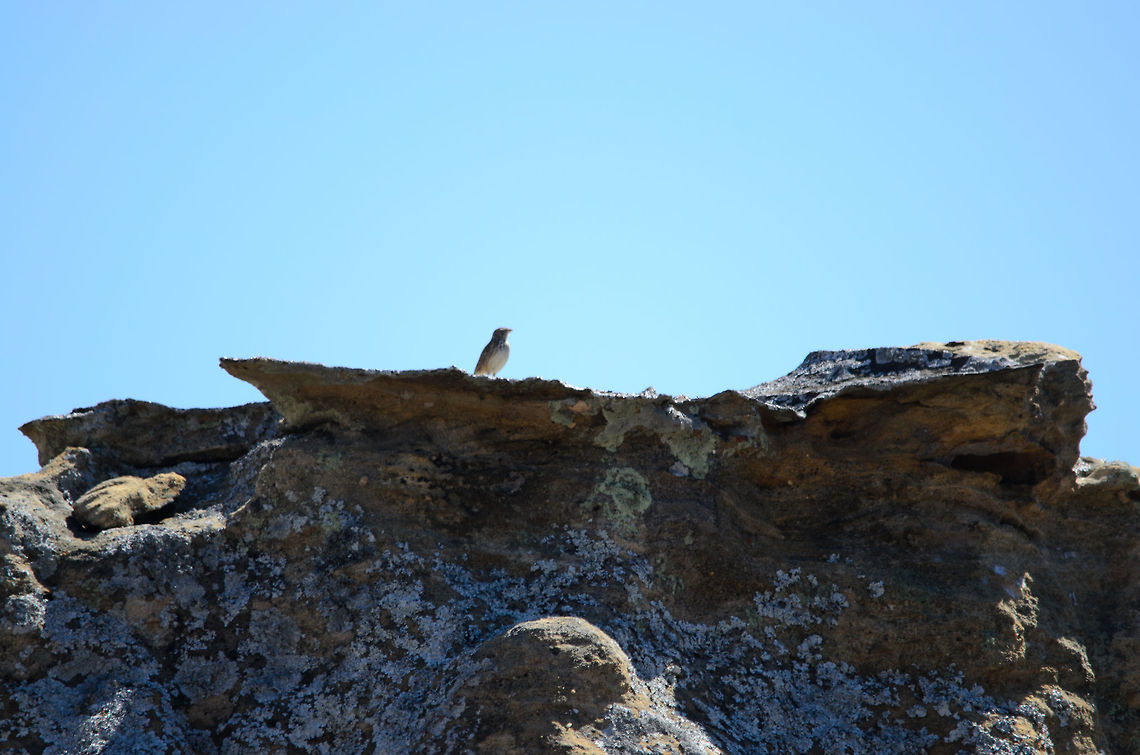 Madagascar lark, Isola, Madagascar I know it&#039;s tiny from this perspective, but it definitely is a bird we saw in Madagascar that we have not yet identified, so I&#039;m curious if anybody knows what this is. You probably want to open the photo full screen. Eremopterix hova,Isola,Madagascar,Madagascar lark